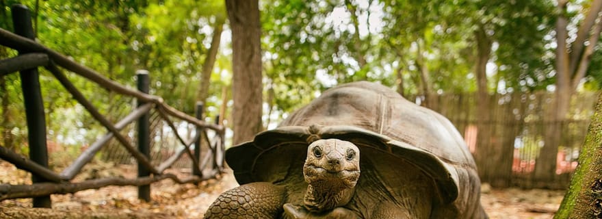 Zanzibar : visite de la Ville de pierre et de l'île-prison avec plongée