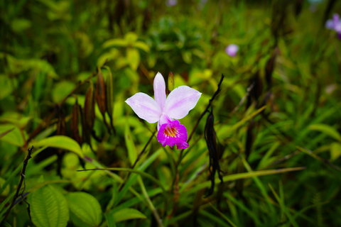 Maurice : randonnée guidée dans les gorges de la Rivière NoireMaurice : Randonnée guidée dans les gorges de la Rivière Noire