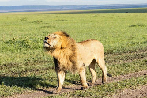 Nairobi: 3-Day epic trip to Maasai Mara Reserve with meals 3 days, 2 nights private safari to Mara in a tourist VAN