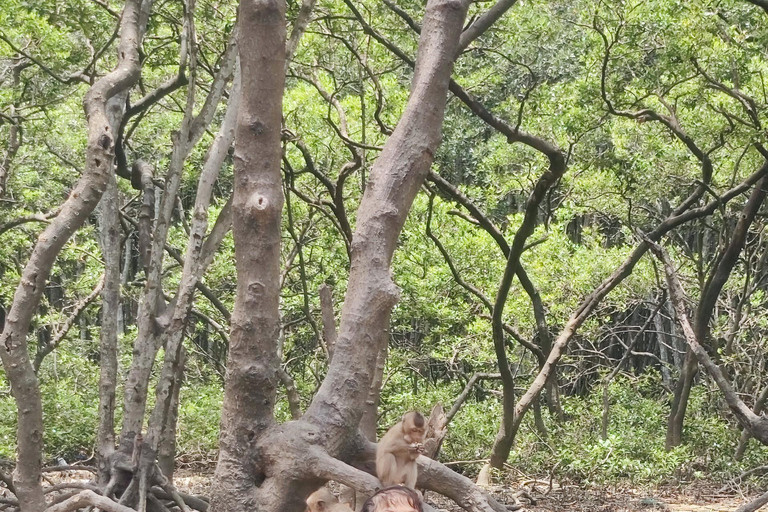 Visite d&#039;une jounée de la forêt de mangroves de Can Gio et de l&#039;île aux singes