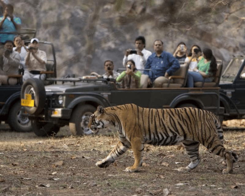 Tiger Hunters Tours & Safari's