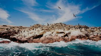 Ballestas Islands & Paracas National Reserve Day Trip - Housity