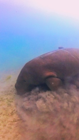 Visit Palawan Adventure of Dugong watching and Island Snorkeling in Coron, Philippines