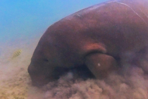 Palawan: Aventura de avistamiento de dugongos y snorkel en la isla
