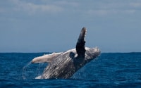 Alta, Alta Fjord Whale Watching Tour - Hizvo