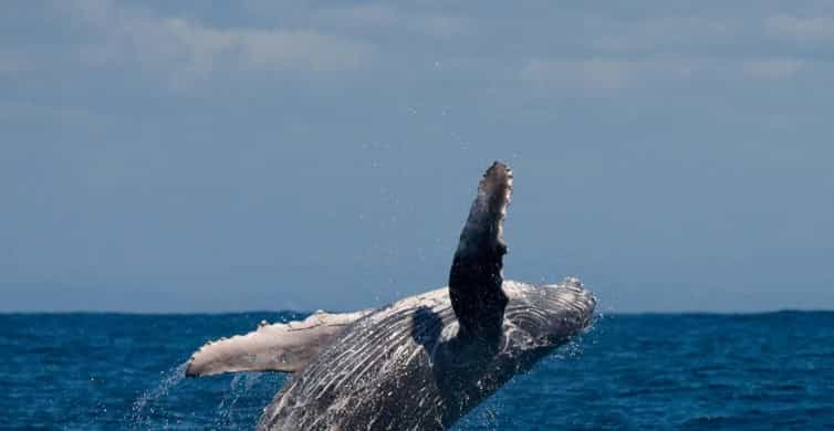 Alta Fjord: Whale Watching Tour | GetYourGuide