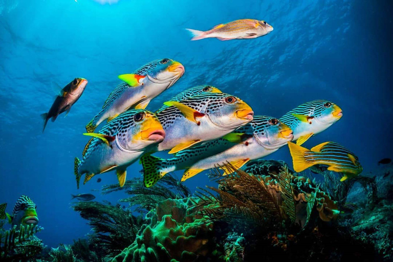 Excursão à Ilha da Prisão, Snorkeling, Praia Nakupenda, Banco de Areia