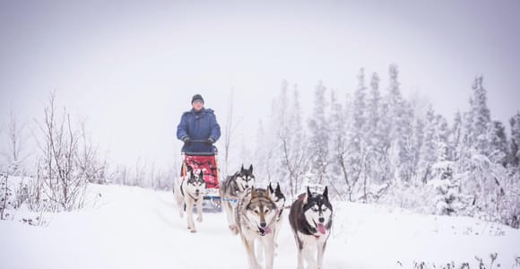Fairbanks, AK: "Drive Your Own Dog Team" Sledding Adventure