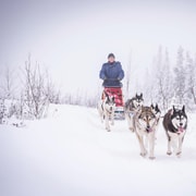 Fairbanks, AK : "Conduisez votre propre attelage de chiens" Aventure en traîneau