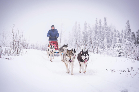 Fairbanks, AK : visite d&#039;une jounée &quot;Conduisez votre propre attelage de chiens&quot;.