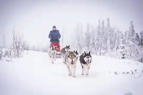 Fairbanks, AK: "Drive your Own Dog Team" Sledding Adventure