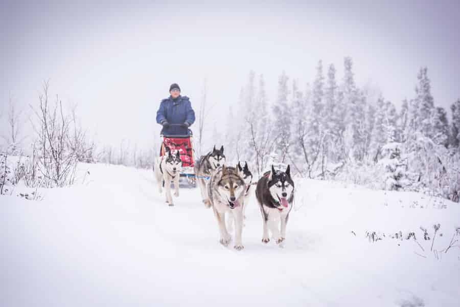 Fairbanks, AK: "Fahre dein eigenes Hundeteam" Schlittenabenteuer. Foto: GetYourGuide