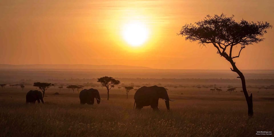 Murchison Falls National Park & Ziwa Rhino Safari yakınlarında yapılacak şeyler - Hizvo