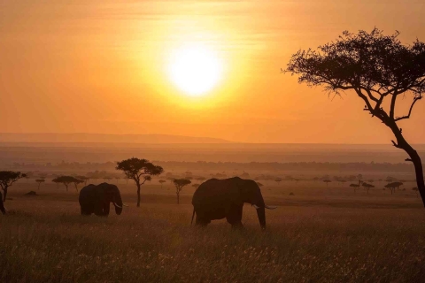 3 dni Park Narodowy Murchison Falls i safari na nosorożcach Ziwa