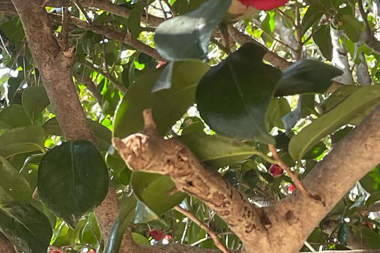 From Seoul: 2-Day Yeosu and Suncheon Scenic Journey