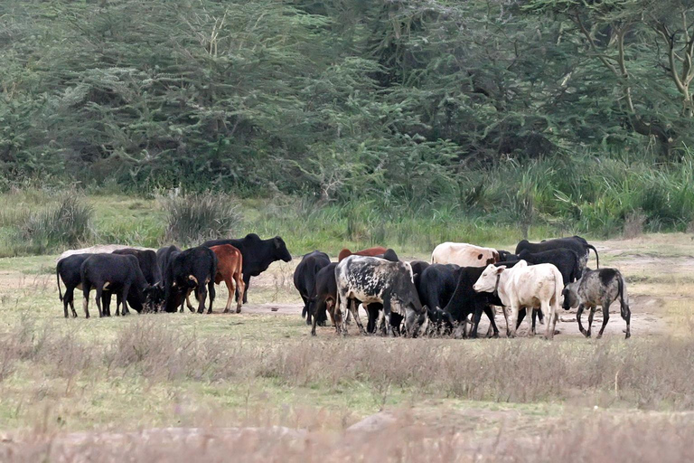 Wycieczka kulturalna do wioski Masajów