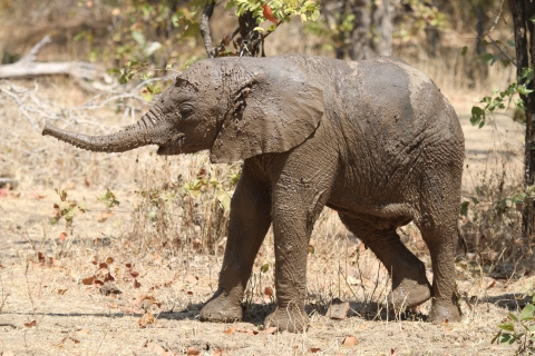 Zambezi National Park Private Wildlife Safari (4 - 10 Stunden)10-stündige Tour