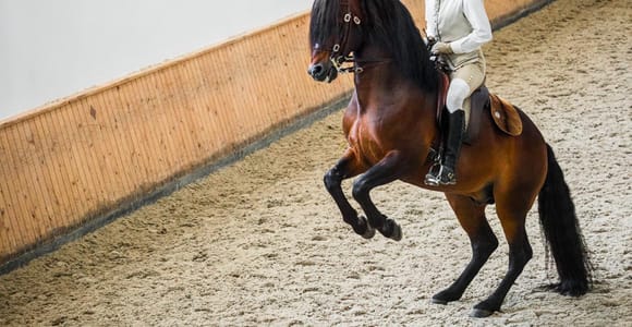 Lisbon: Portuguese Riding School Training with Lusitano Horses