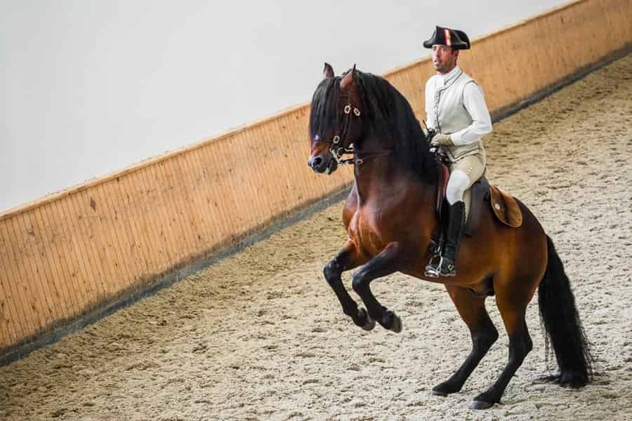 Lissabon: Portugiesische Reitschule trainiert mit Lusitano Pferd. Foto: GetYourGuide