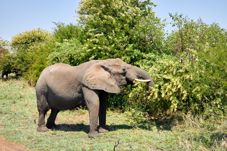 Arusha: 3-Day Serengeti Safari with Accommodation