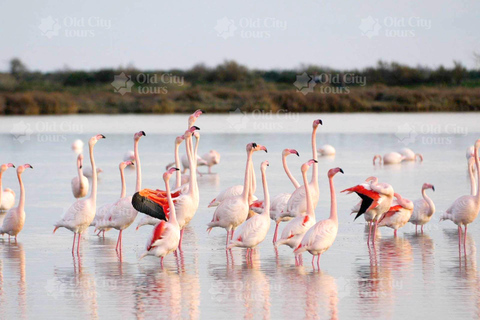 Shirvan Eco-Tour: Gazelles, Birdwatching & Village Lunch Private tour