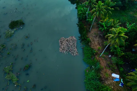 Kumarakom: crociera al tramonto con vita di villaggio e cibo locale