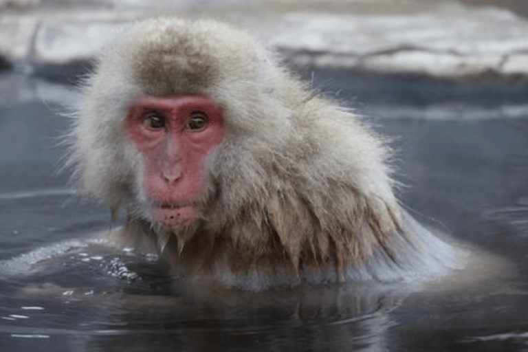 Depuis Tokyo : Excursion privée d&#039;une journée au Singe des neiges et au Zenkoji