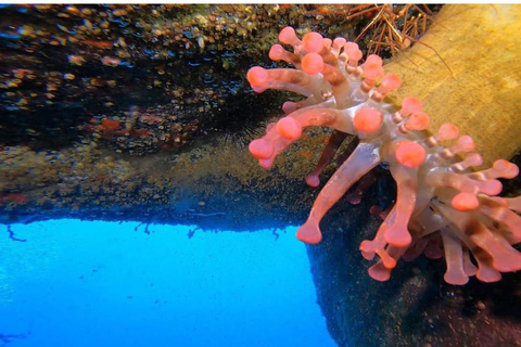 Madeira: Full-Day Dive Pack