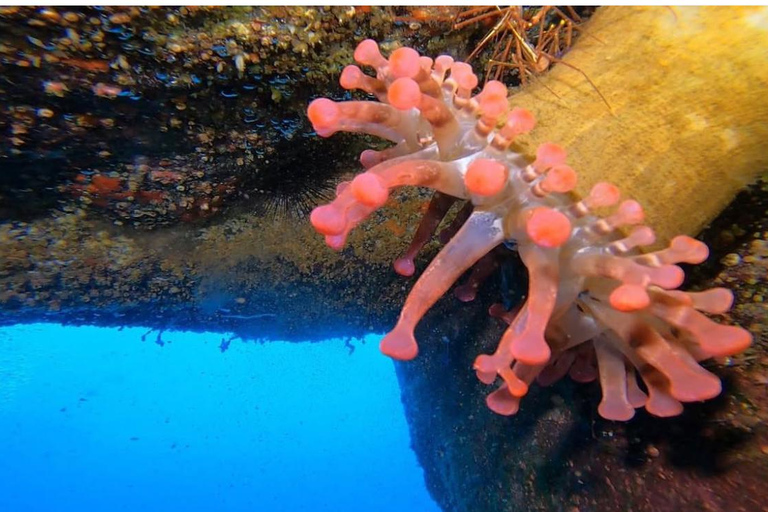 Madeira: Full-Day Dive Pack