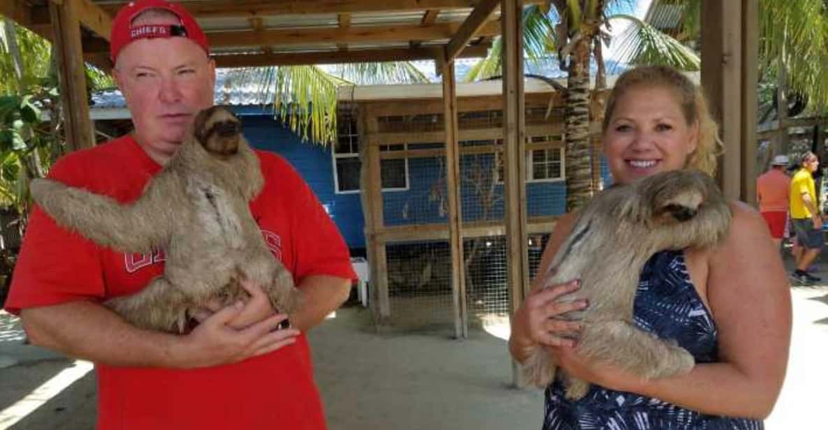 Slothin Roatan Roatan Sloths + Iguana | GetYourGuide