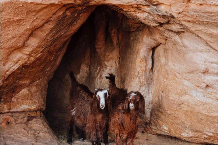 Wadi Rum: Hidden Valleys Tour with Bedouin Lunch