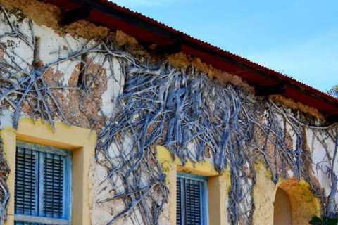 桑给巴尔：石头城、监狱岛和萨拉姆洞海龟