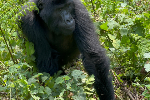 Passeio de 3 dias ao Gorila Mgahinga Gorilla NP Uganda via Ruanda