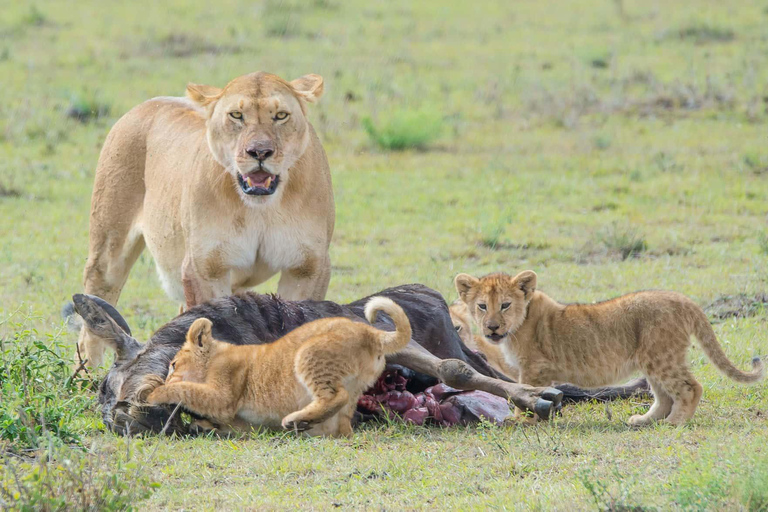 4-Days Group Safari Tour Tarangire, Serengeti & Ngorongoro 4-Days Group Safari Tarangire, Serengeti & Ngorongoro