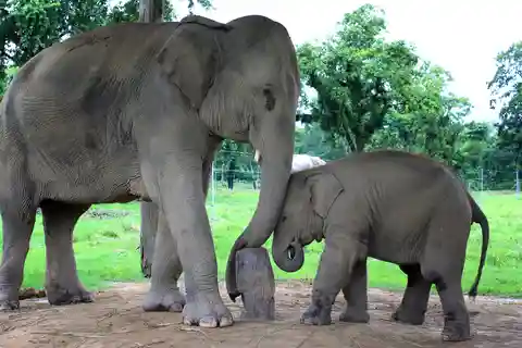 Elephant Conservation & Taj Mahal Sunrise Tour : From Delhi