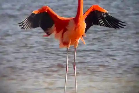 ECOSAFARI