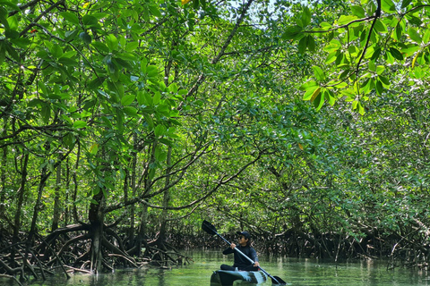Langkawi: Mangrove Kayak Tour with Wildlife Spotting