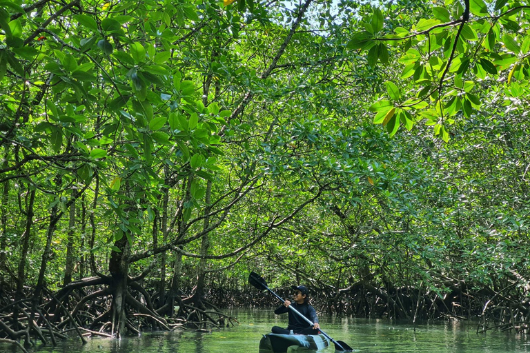 Langkawi: Mangrove Kayak Tour with Wildlife Spotting