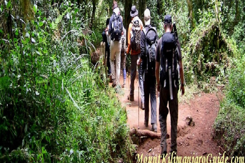 KILIMANJARO CLIMBING TOUR: 8-DAY MARANGU HIKE EXPERIENCE