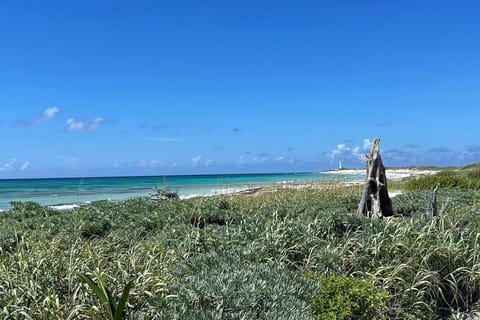 Cancun: Cozumel Snorkeling Tour with Lunch