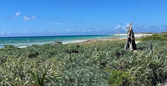 Cancun: Cozumel Snorkeling Tour with Lunch