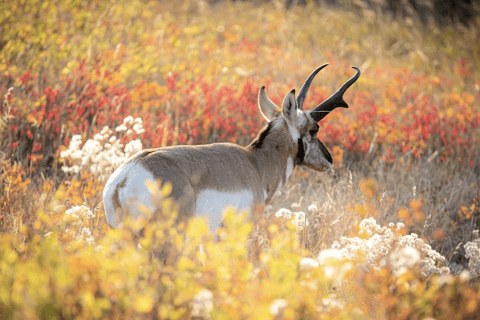 Grand Teton: Private Guided Tour (Sunset)