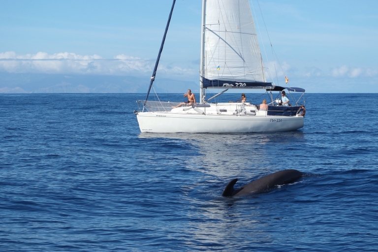 Tenerife: 3 h de avistamiento de ballenas en yate privado