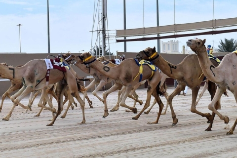 Doha : Visite du musée Sheikh Faisal et de l'hippodrome de chameaux
