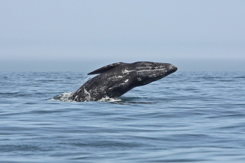 San Diego: ValskådningsturSan Diego: Båtutflykt med val- och delfinskådning