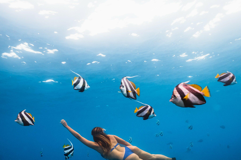 Zanzibar: Dolphin Swim & Snorkeling Guided Tour