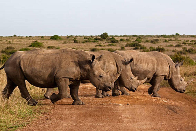 Lake Nakuru National Park Day Trip From Nairobi Lake Nakuru National Park From Nairobi