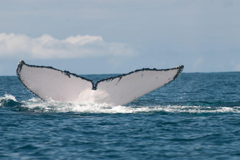 Pedasi: Whale Watching Tour + Isla Iguana