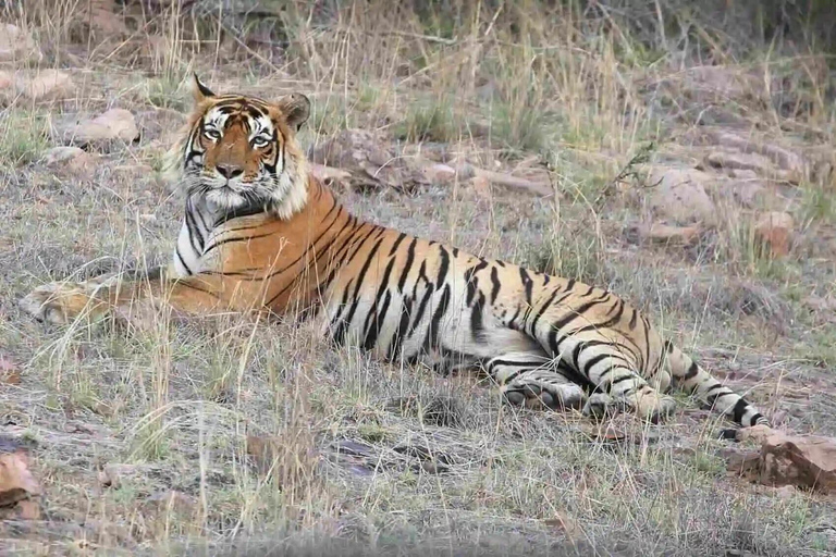 4-Days Golden Triangle w/ Ranthambore Tiger Safari Adventure Tour with 4-Star Hotel, Private Car, Driver, Guide & Safari