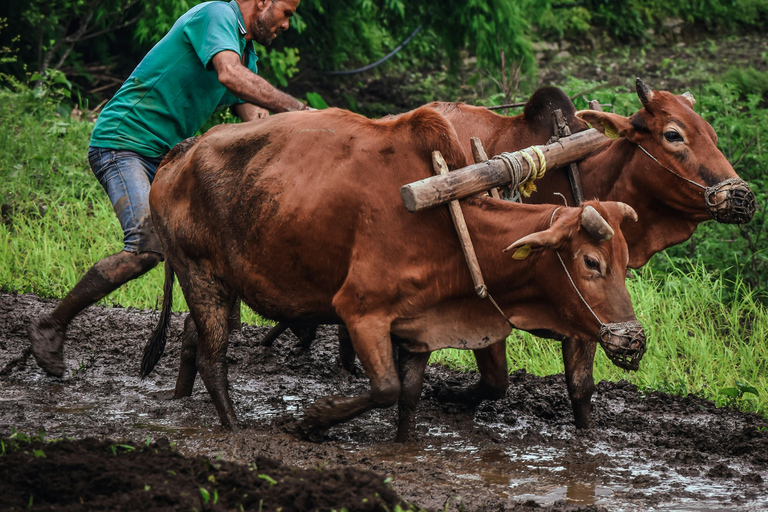 Kathmandu: Paddy Planting Festival with Lunch & Hike